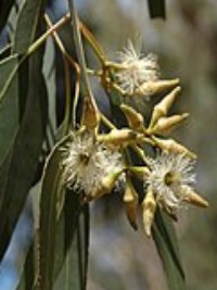 Eucalyptus fibrosa