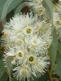 Eucalyptus nova-anglica